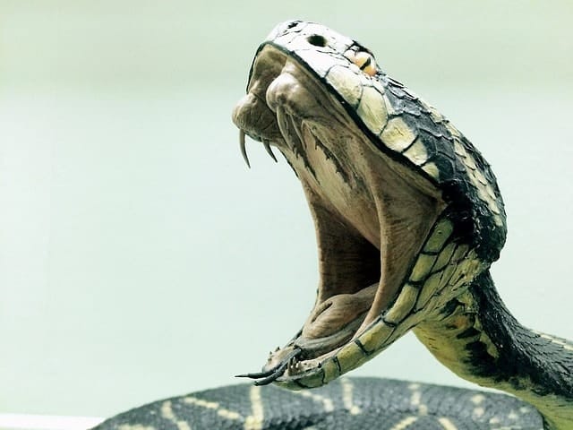 The Majestic King Cobra – Ruler of the Jungle