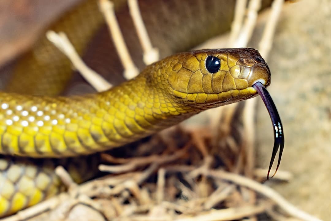 Australia’s Most Venomous Snake: Discover the Lethal Inland Taipan